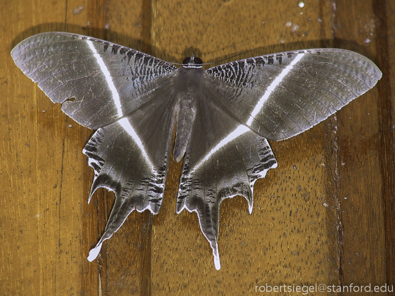 giant swallowtail